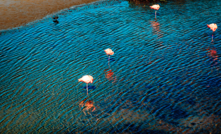 galapagos islands flamingos