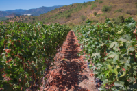 Biking Colchagua Valley: Wine tasting cycling tours