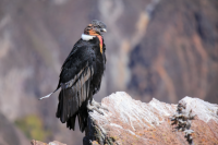 Birding in Patagonia: Exotic bird watching tips for beginners