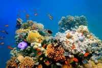 10 fun facts about coral reefs