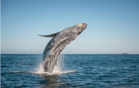 Where to go on whale watching tours in Patagonia