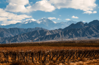 Torrentes to Semillon: Argentina white wine in focus