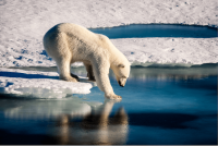 Causes and effects of pollution on the Polar regions