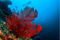 The importance of coral reefs: Why they’re crucial to the environment