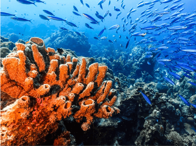 importance of coral reefs