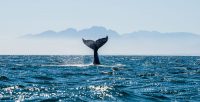 Endangered Whale Species in our Oceans