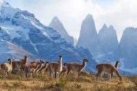 Where can you see guanacos in South America?