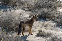 Pampas fox – the wild dog of the pampas