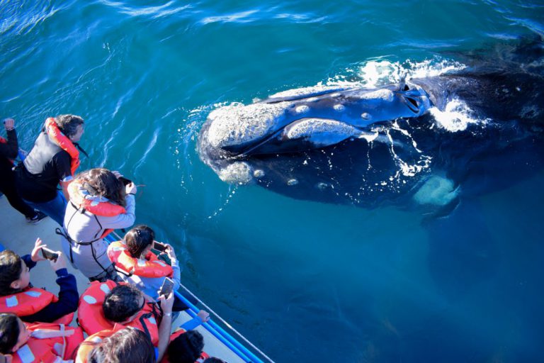 Whale Watching in Valdés Peninsula