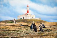 Magdalena Island: one of the best places for penguin watching 