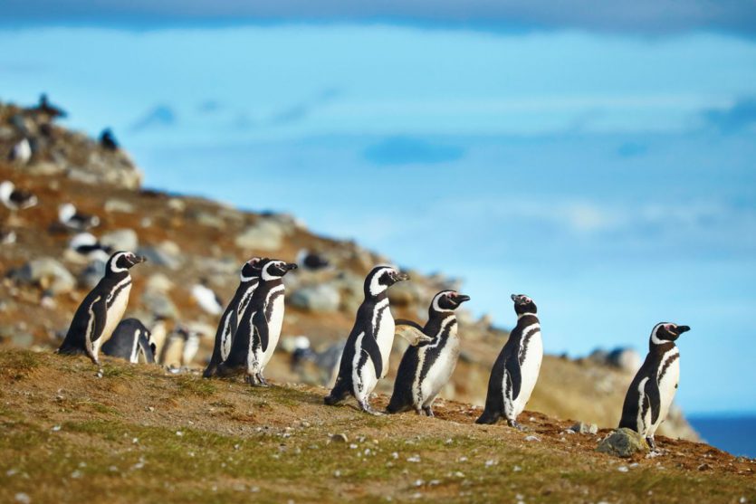 Chiloe pinguins Chile