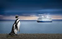 Chiloe Penguins: A Unique Encounter with Nature