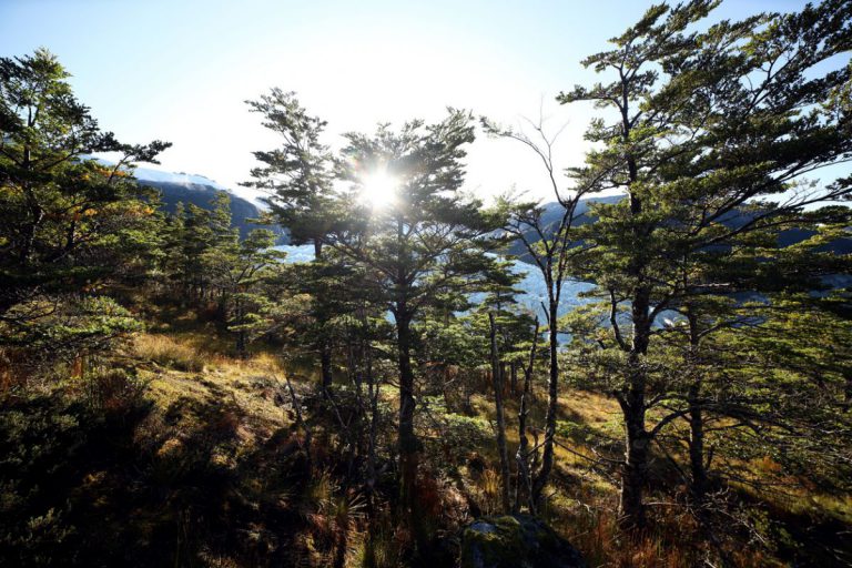 Patagonian Glacier and Chilean Forest Landscape