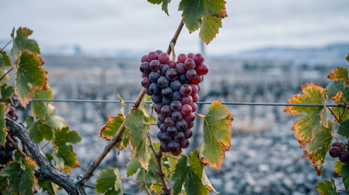 Wines of the end of the world: Chilean valleys in your glass aboard Australis